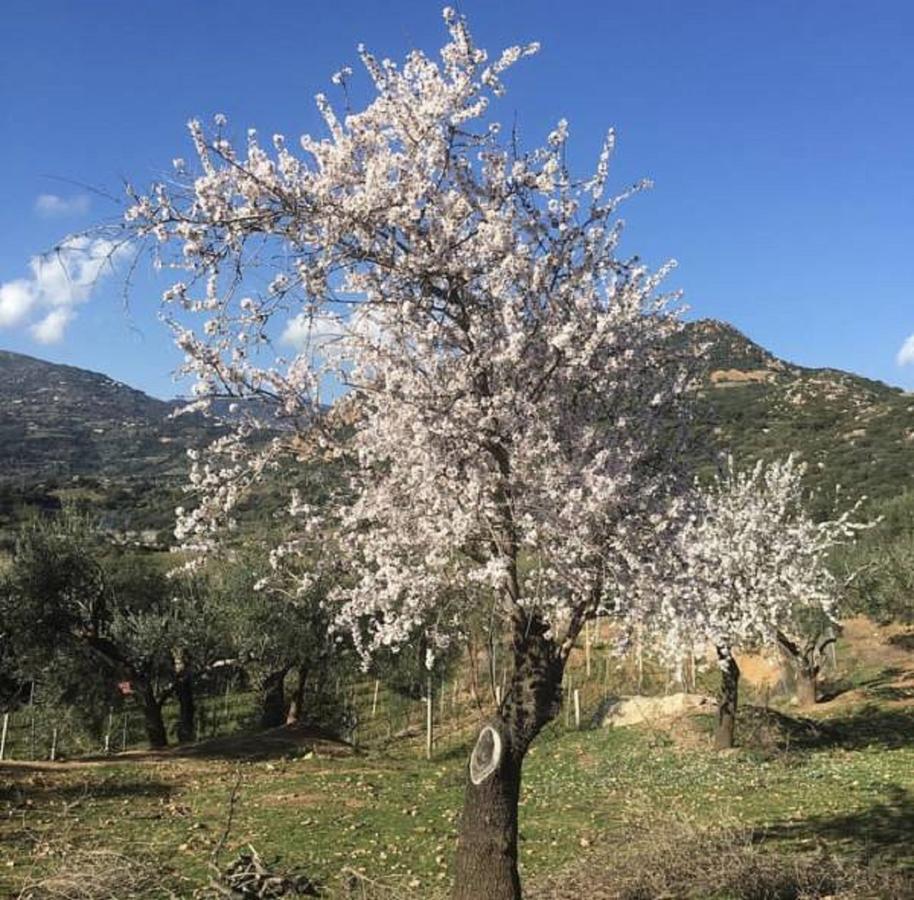 Agriturismo Su Barraccu Villa Loceri Exterior foto